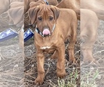 Small Photo #3 Rhodesian Ridgeback Puppy For Sale in KIRBYVILLE, TX, USA