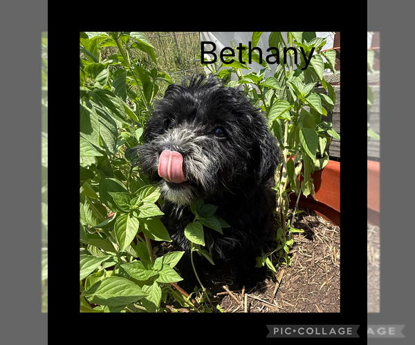 Medium Photo #5 Poodle (Toy)-Yorkshire Terrier Mix Puppy For Sale in BENNINGTON, IN, USA
