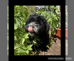 Small Photo #5 Poodle (Toy)-Yorkshire Terrier Mix Puppy For Sale in BENNINGTON, IN, USA