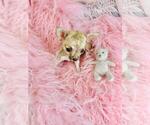 Small #4 Chihuahua
