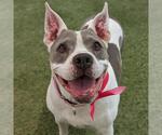 Small American Pit Bull Terrier Mix