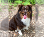 Small Photo #2 Australian Shepherd-Unknown Mix Puppy For Sale in Cranston, RI, USA