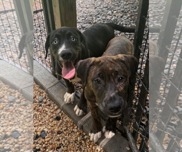 Medium Photo #6 Labmaraner Puppy For Sale in Pottstown, PA, USA