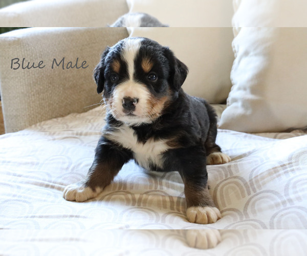 Medium Photo #4 Bernese Mountain Dog Puppy For Sale in BOSWELL, IN, USA