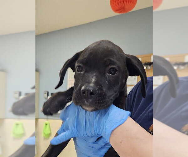 Medium Photo #1 Boxer Puppy For Sale in Riverside, CA, USA