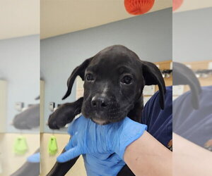 Boxer Dogs for adoption in Riverside, CA, USA