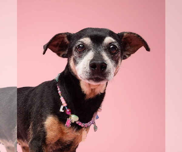 Medium Photo #2 Chiweenie Puppy For Sale in Fruitland, SC, USA