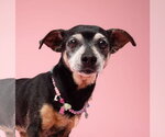 Small #1 Chiweenie