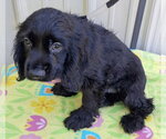Small Photo #2 Cocker Spaniel Puppy For Sale in Mountain View, MO, USA