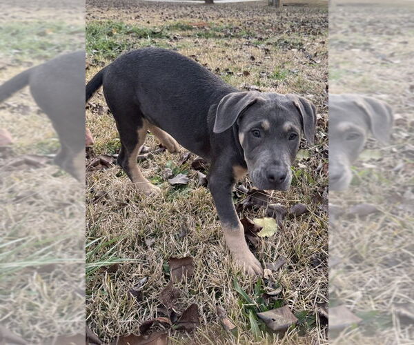 Medium Photo #4 American Staffordshire Terrier-Unknown Mix Puppy For Sale in Decatur, GA, USA