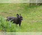 Small #3 French Bulldog