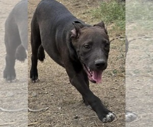 American Pit Bull Terrier-Unknown Mix Dogs for adoption in Minneapolis, MN, USA