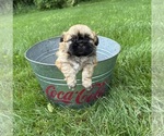 Small #3 Shih Tzu