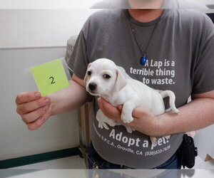 Chihuahua-Unknown Mix Dogs for adoption in Oroville, CA, USA