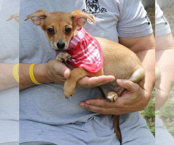 Medium Photo #2 Chiweenie Puppy For Sale in Bandera, TX, USA