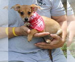 Small #1 Chiweenie
