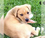 Small #2 American Staffordshire Terrier-Boxer Mix