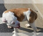Small #2 American Bulldog