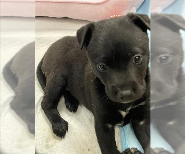 Medium Photo #1 Mutt Puppy For Sale in Tracy, CA, USA