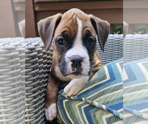 Boxer Puppy for sale in POWDER SPGS, GA, USA