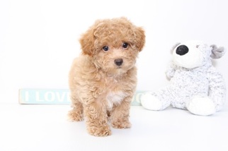 Poochon Puppy for sale in NAPLES, FL, USA