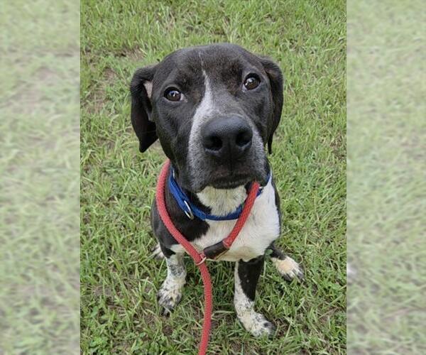 Medium Photo #2 Pointer Puppy For Sale in Fort Lauderdale, FL, USA