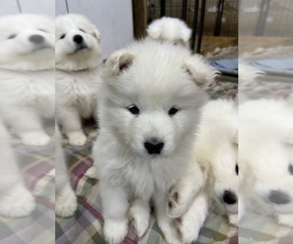 Medium Photo #9 Samoyed Puppy For Sale in LITTLE FALLS, MN, USA