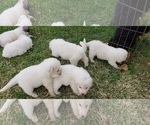 Small Photo #8 Great Pyrenees Puppy For Sale in WINGINA, VA, USA