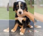 Small Photo #8 Bernese Mountain Dog Puppy For Sale in CLINTON, MO, USA
