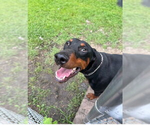 Doberman Pinscher Dogs for adoption in Aurora, IL, USA