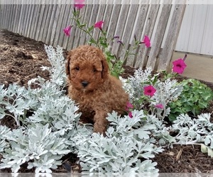 Poodle (Miniature) Puppy for sale in FREDERICKSBURG, OH, USA