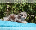 Small #23 ShihPoo