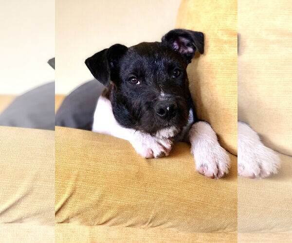 Medium Photo #15 American Staffordshire Terrier-Unknown Mix Puppy For Sale in Rosenberg, TX, USA