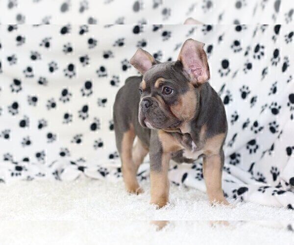 Medium Photo #1 French Bulldog Puppy For Sale in GREAT NECK, NY, USA