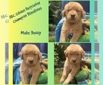 Puppy Benny Golden Retriever