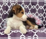 Small Photo #11 Shetland Sheepdog Puppy For Sale in LAKELAND, FL, USA