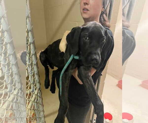 Medium Photo #1 Great Dane-Labrador Retriever Mix Puppy For Sale in Sheboygan, WI, USA