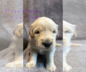 Medium Golden Retriever