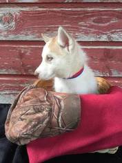 Siberian Husky Puppy for sale in POTTERSVILLE, MO, USA