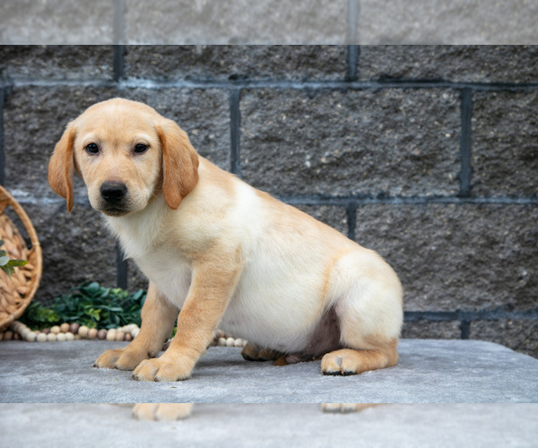 Medium Photo #34 Labrador Retriever Puppy For Sale in MILLERSBURG, OH, USA