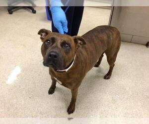 Medium American Pit Bull Terrier Mix
