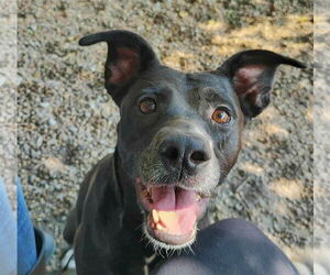 Mutt Dogs for adoption in Anniston, AL, USA