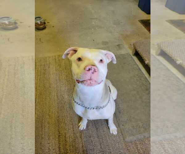 Medium Photo #2 American Pit Bull Terrier-Huskies  Mix Puppy For Sale in Lockport, NY, USA