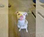 Small #1 American Pit Bull Terrier-Huskies  Mix