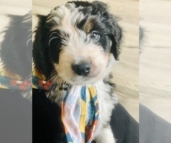 Medium Photo #12 Bernedoodle Puppy For Sale in FLEMING ISLAND, FL, USA