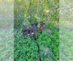 Small #4 Lab-Pointer