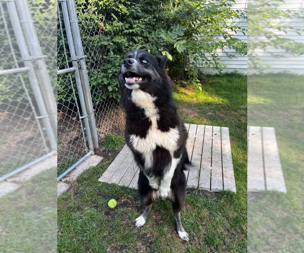 Medium Photo #4 Huskies -Unknown Mix Puppy For Sale in Muskegon, MI, USA