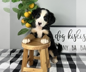 Bernese Mountain Dog-Miniature Australian Shepherd Mix Puppy for sale in FRANKLIN, IN, USA