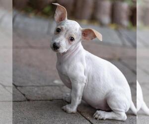 Noodle Pup - Fusilli - Female Poodle (Miniature)-Unknown Mix Dog for Adoption - Photo #8
