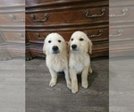 Small #6 Golden Retriever